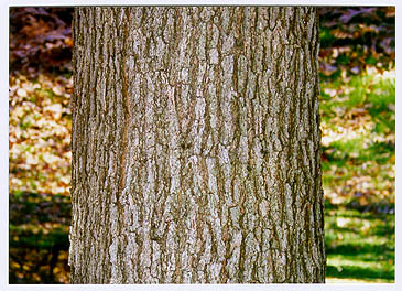 [Color photograph of bark of White Oak]
