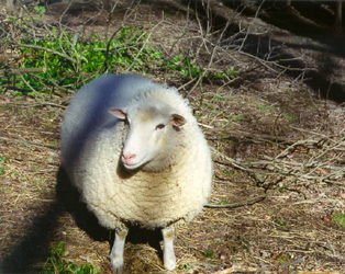 [color photograph of sheep]