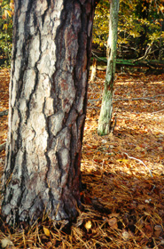 [color photograph of tree trunk of Loblolly Pine]