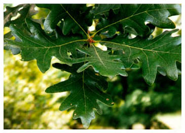 [Color photograph of Leaves of White Oak]